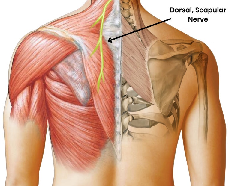 견갑배신경(Dorsal Scapular Nerve) — 능형근·견갑거근을 지배하며 사각근 사이에서 눌리기 쉽습니다.