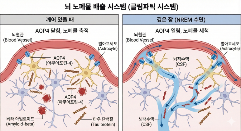 깨어 있을 때는 AQP4가 닫혀 노폐물이 축적되고, 깊은 잠(NREM)에는 AQP4가 열려 뇌척수액이 노폐물을 세척한다.