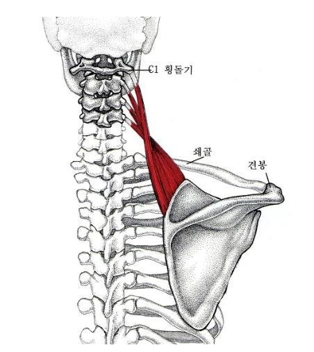 견갑거근(肩甲擧筋, Levator Scapulae) — 목 뒤에서 견갑골 위쪽으로 연결된 근육