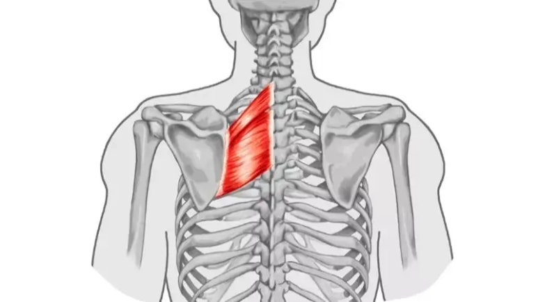능형근(마름근, Rhomboid) — 척추와 날개뼈를 잇는 마름모 모양 근육