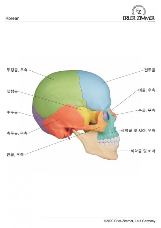 두개골이 움직인다고? 뇌척수액 순환·미주신경·뇌 림프까지 — 두개천골약침으로 치매·이명·불안장애·어지럼증을 다루는 원리