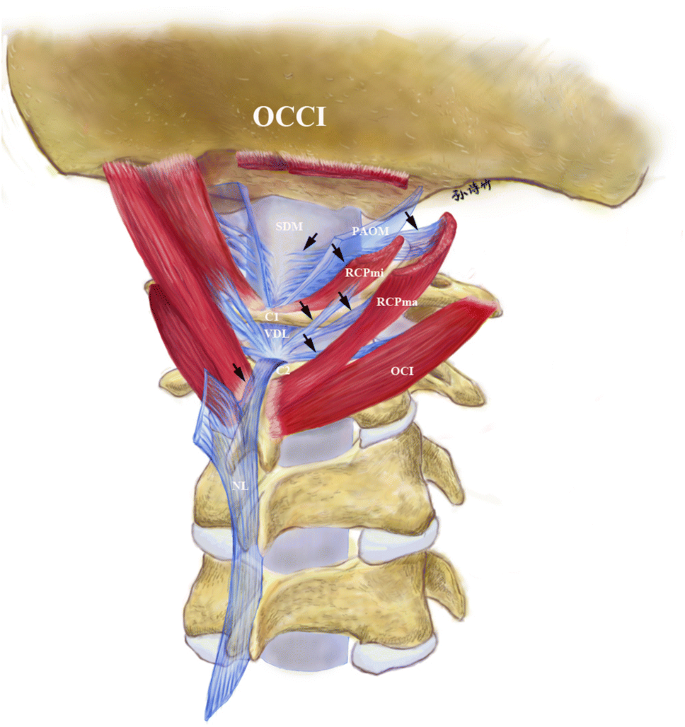 후두하근육군 — 소후두직근(RCPmi)·대후두직근(RCPma)·상두사근(OCS)·하두사근(OCI)