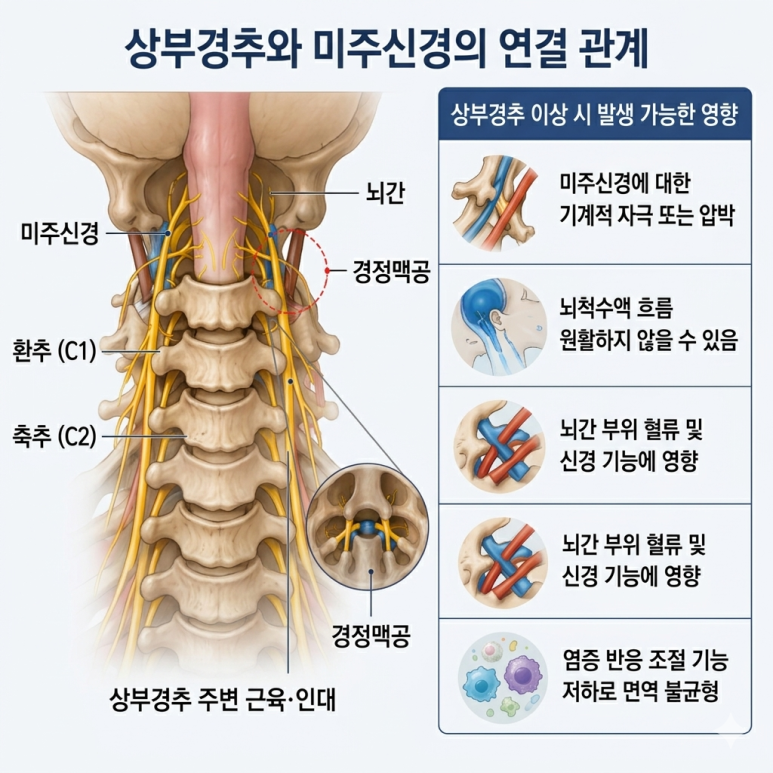 상부경추 이상이 미주신경·뇌척수액·뇌간 혈류·면역에 미치는 영향