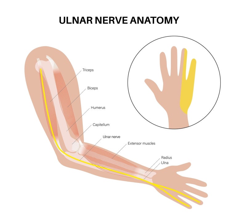 팔꿈치 안쪽을 따라 손가락으로 이어지는 척골신경(ulnar nerve)