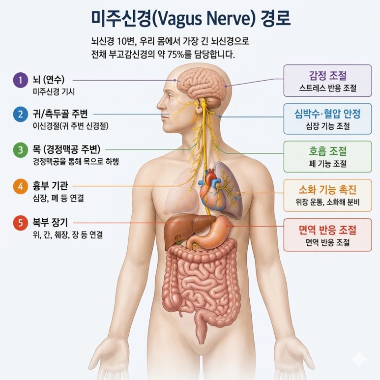 미주신경(뇌신경 10번) — 뇌에서 심장·폐·위장관까지, 전체 부교감신경의 약 75%를 담당